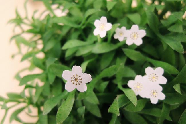 Suatelier Kokeshi sticker (1010) | Washi Wednesday