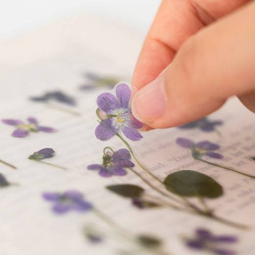 Appree Pressed Flower Sticker Manchurian Violet