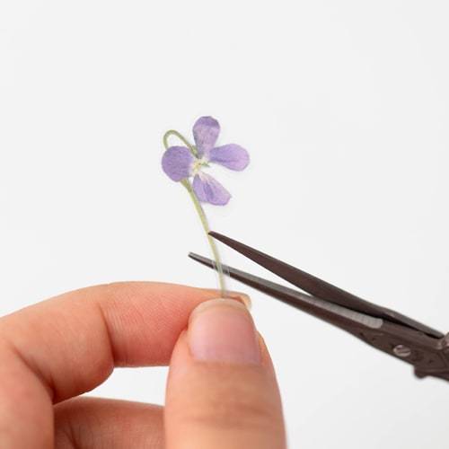 Appree Pressed Flower Sticker Manchurian Violet