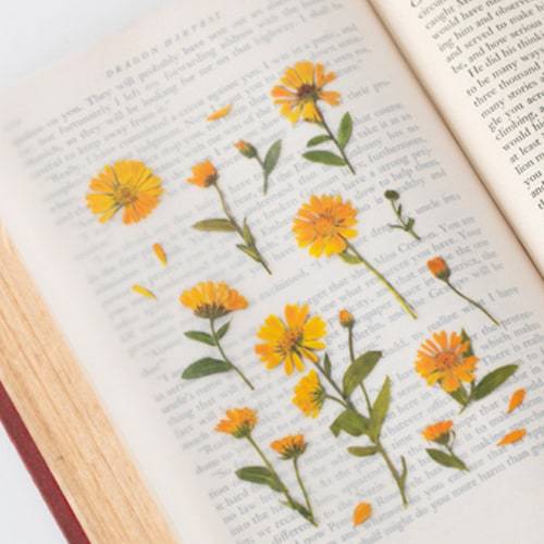 Appree Pressed Flower Sticker Calendula