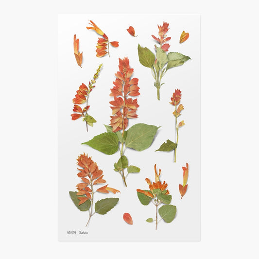 Appree Pressed Flower Sticker Salvia