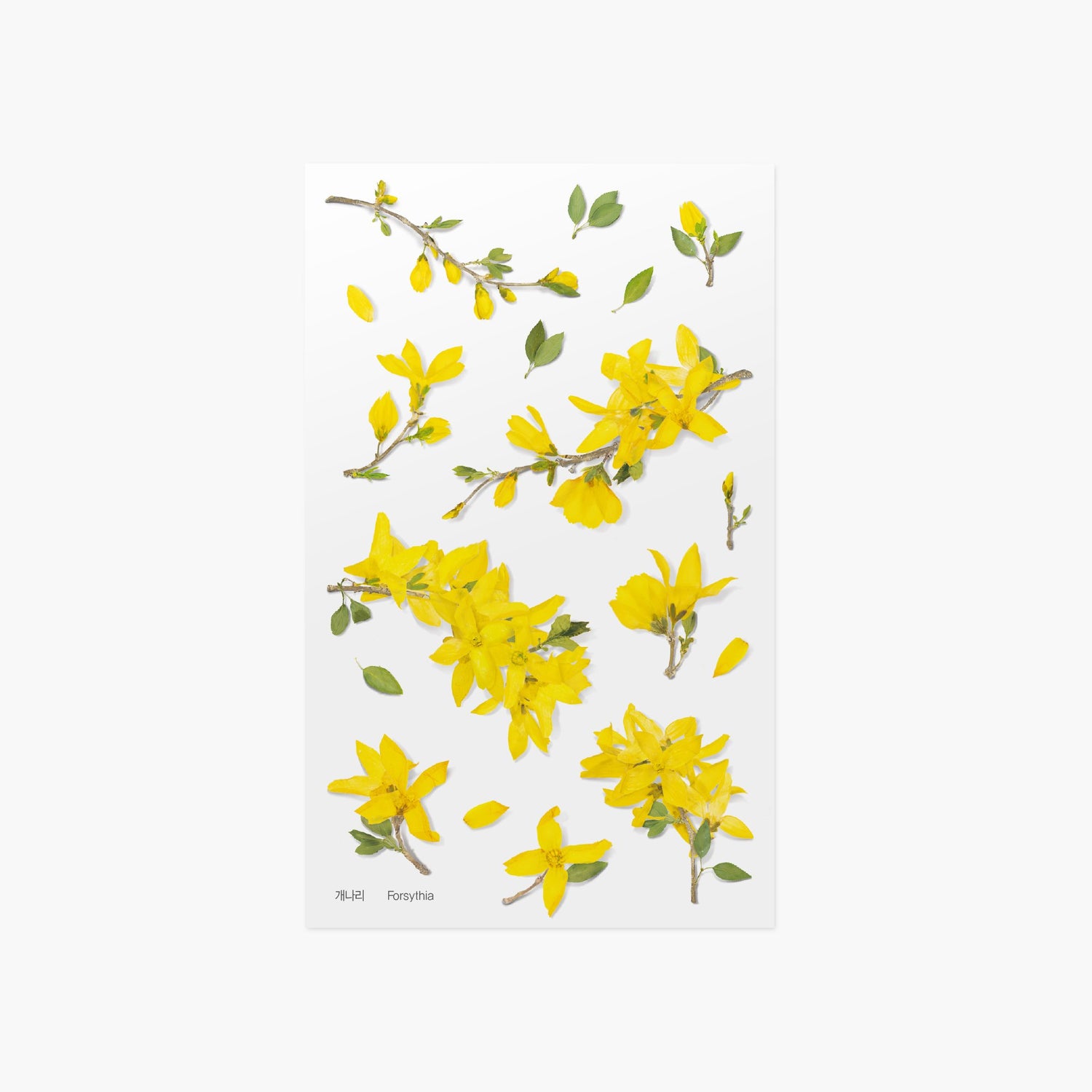 Appree Pressed Flower Sticker - Rose of Sharon